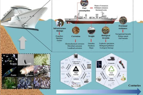 图一：海洋环境中生物污损研究