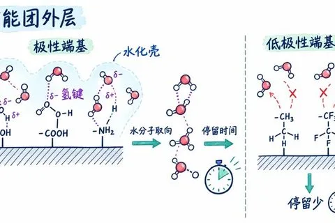 图1. 表面官能团外层改变水分子取向、停留和水化壳分布。