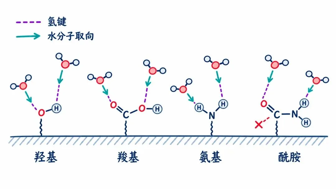 图2. 羟基、羧基、氨基和酰胺形成氢键与水分子取向。