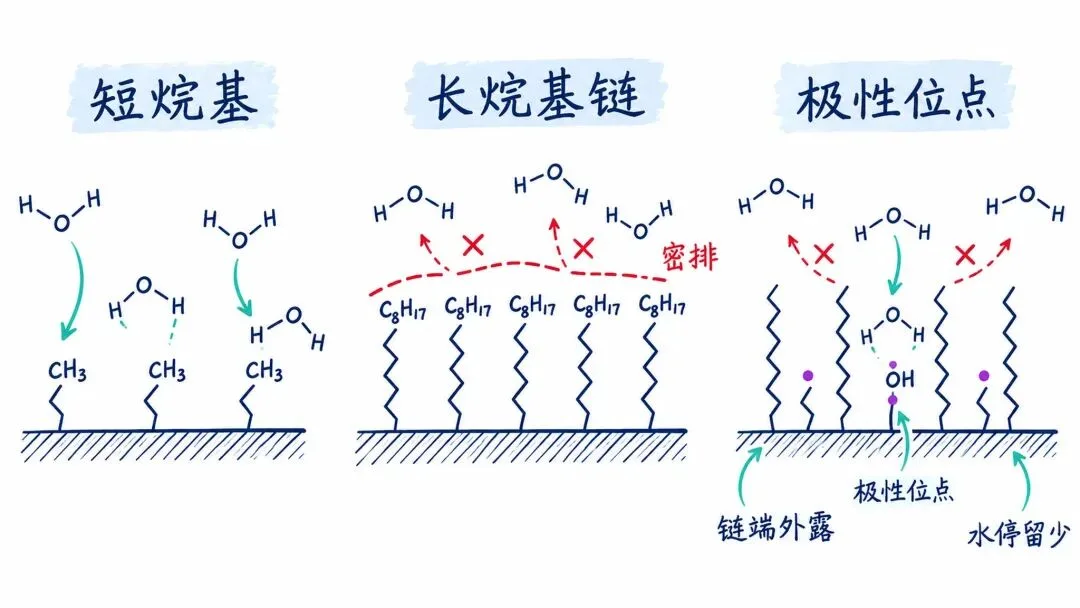 图3. 烷基链密排遮蔽极性位点并减少水分子停留。