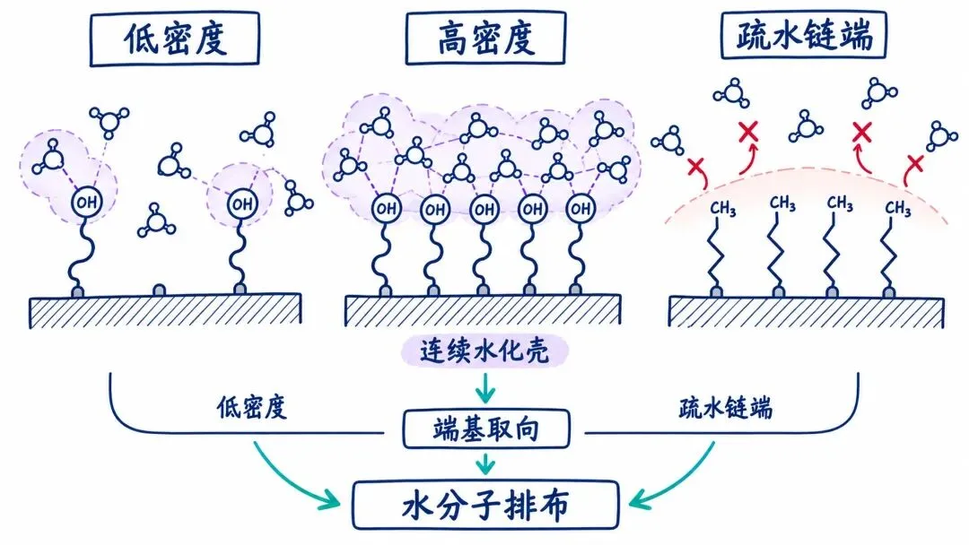 图4. 官能团密度、端基取向和疏水链端改变水分子排布。