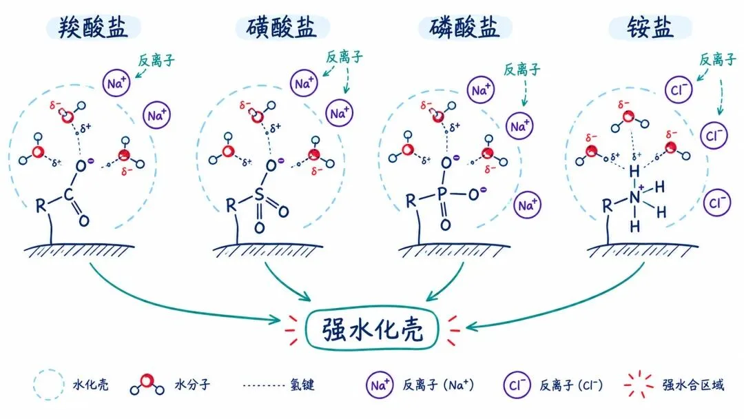图5. 羧酸盐、磺酸盐、磷酸盐和铵盐产生带电水化壳。